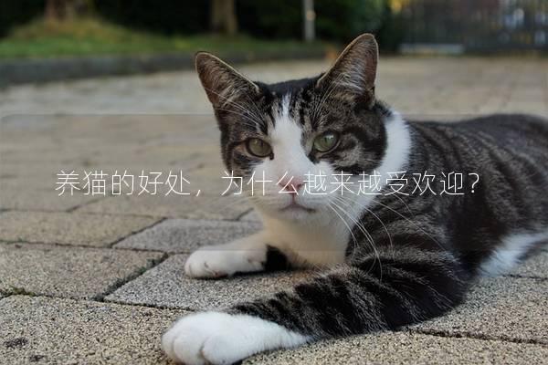 养猫的好处，为什么越来越受欢迎？