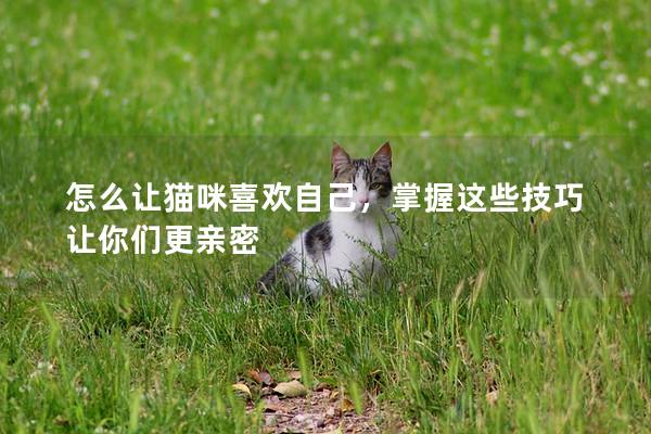 怎么让猫咪喜欢自己，掌握这些技巧让你们更亲密