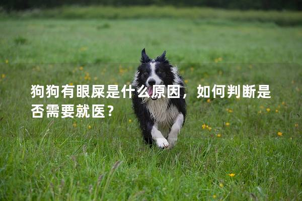 狗狗有眼屎是什么原因，如何判断是否需要就医？