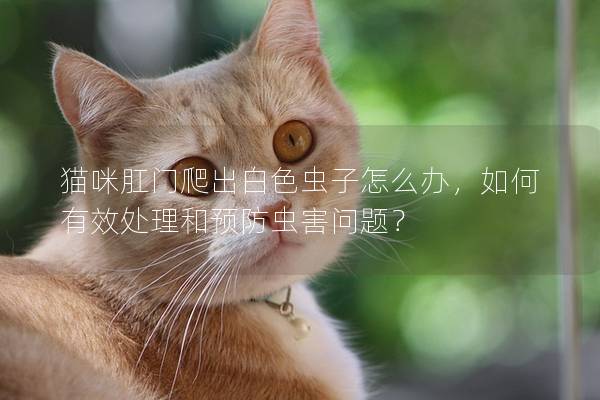 猫咪肛门爬出白色虫子怎么办，如何有效处理和预防虫害问题？