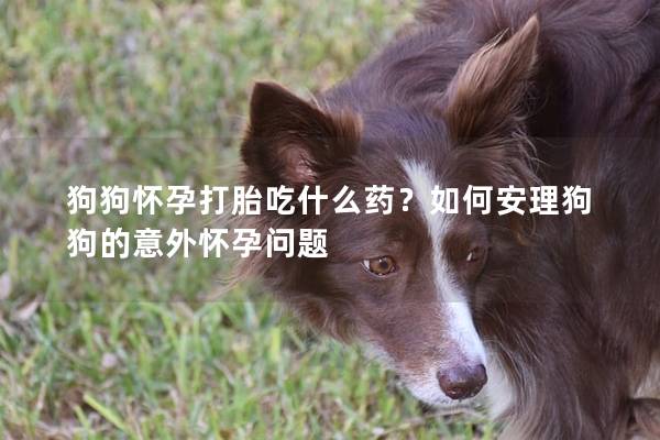 狗狗怀孕打胎吃什么药？如何安理狗狗的意外怀孕问题