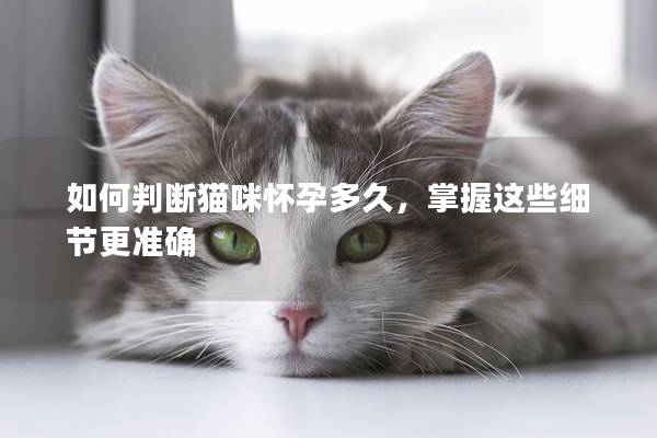 如何判断猫咪怀孕多久，掌握这些细节更准确