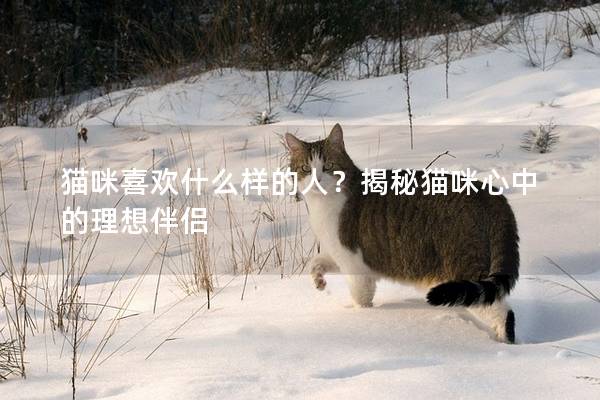 猫咪喜欢什么样的人？揭秘猫咪心中的理想伴侣