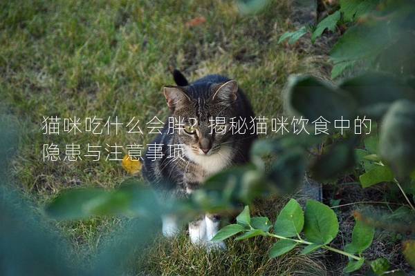 猫咪吃什么会胖？揭秘猫咪饮食中的隐患与注意事项