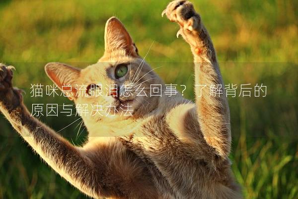 猫咪总流眼泪怎么回事？了解背后的原因与解决办法