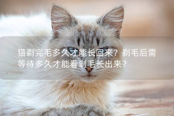 猫剃完毛多久才能长回来？剃毛后需等待多久才能看到毛长出来？