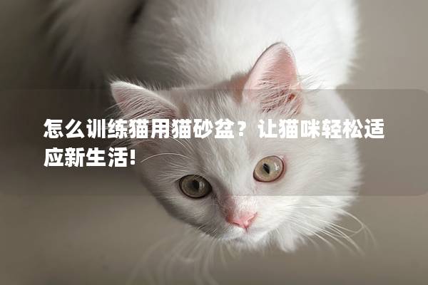 怎么训练猫用猫砂盆？让猫咪轻松适应新生活!