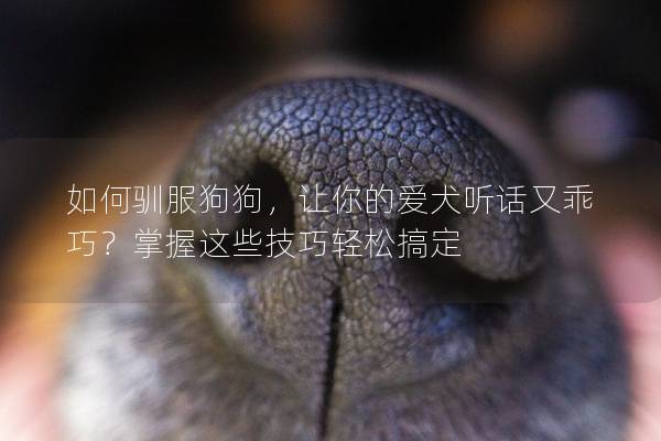 如何驯服狗狗，让你的爱犬听话又乖巧？掌握这些技巧轻松搞定