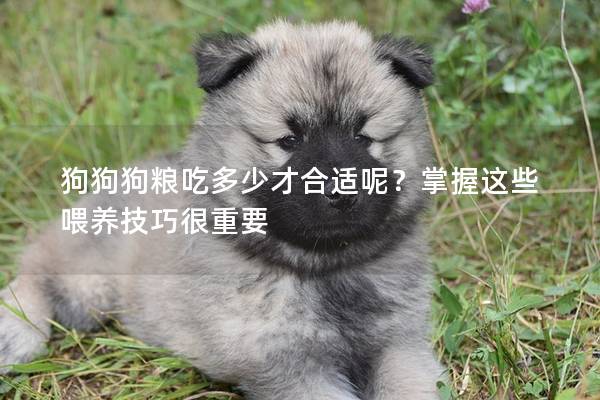 狗狗狗粮吃多少才合适呢？掌握这些喂养技巧很重要