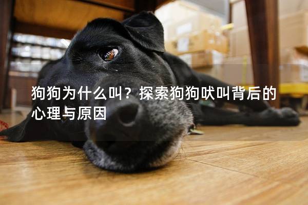 狗狗为什么叫？探索狗狗吠叫背后的心理与原因