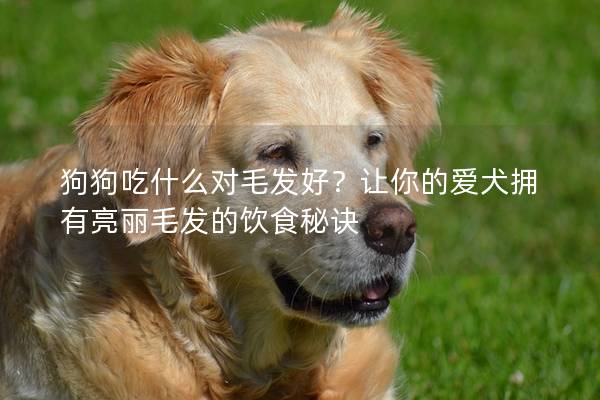 狗狗吃什么对毛发好？让你的爱犬拥有亮丽毛发的饮食秘诀