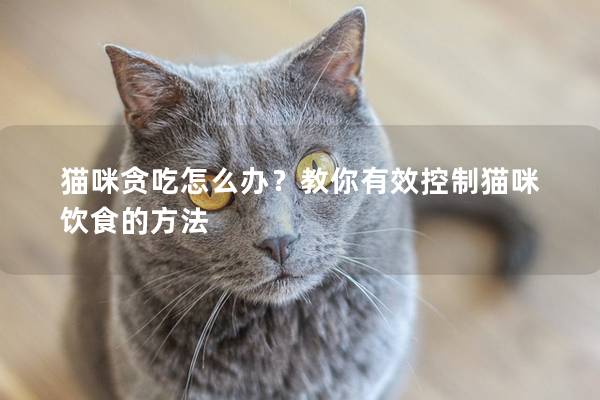 猫咪贪吃怎么办？教你有效控制猫咪饮食的方法