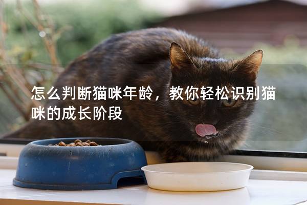 怎么判断猫咪年龄，教你轻松识别猫咪的成长阶段