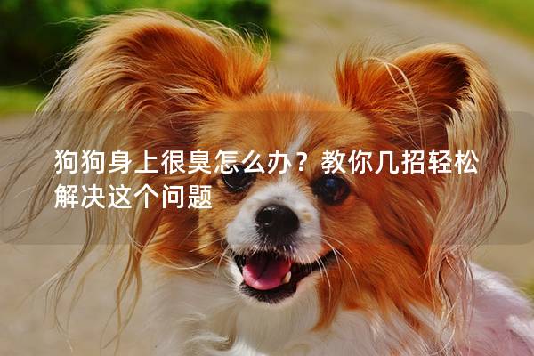 狗狗身上很臭怎么办?教你几招轻松解决这个问题