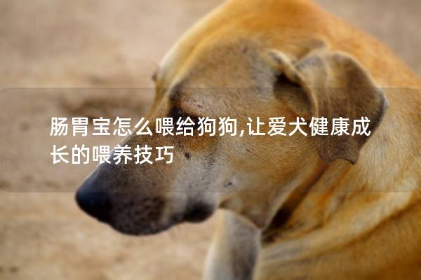 肠胃宝怎么喂给狗狗,让爱犬健康成长的喂养技巧