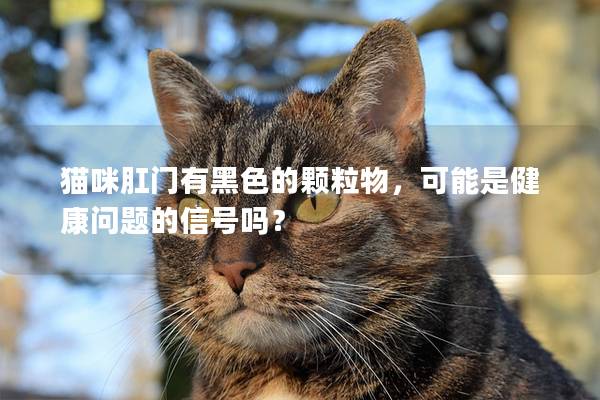 猫咪肛门有黑色的颗粒物，可能是健康问题的信号吗？