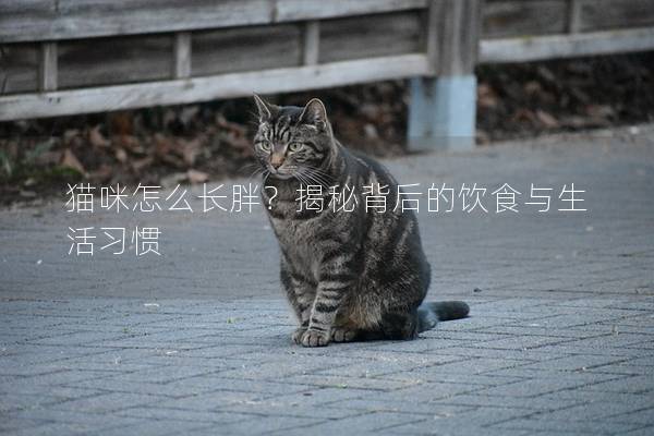 猫咪怎么长胖？揭秘背后的饮食与生活习惯