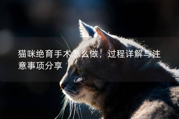 猫咪绝育手术怎么做，过程详解与注意事项分享