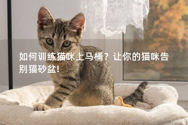 如何训练猫咪上马桶？让你的猫咪告别猫砂盆!