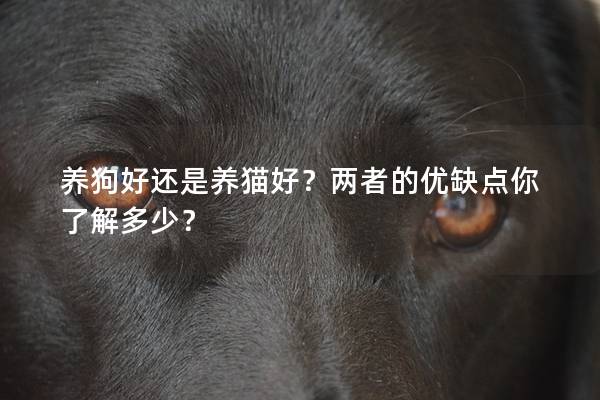 养狗好还是养猫好？两者的优缺点你了解多少？