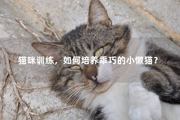 猫咪训练，如何培养乖巧的小懒猫？