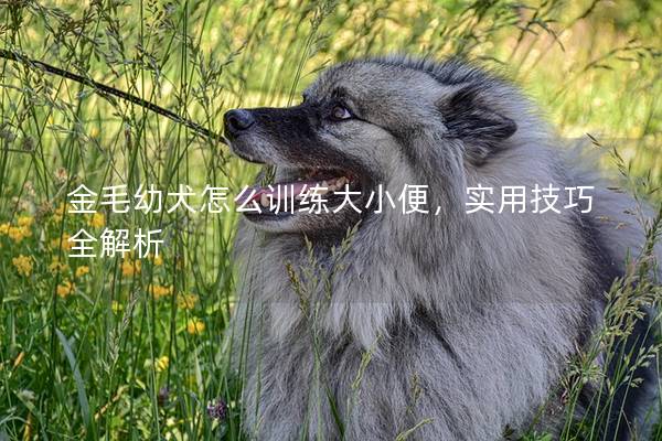 金毛幼犬怎么训练大小便，实用技巧全解析