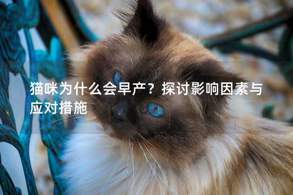 猫咪为什么会早产？探讨影响因素与应对措施