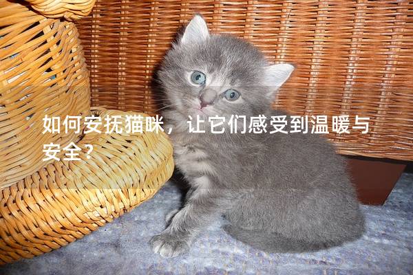 如何安抚猫咪，让它们感受到温暖与安全？