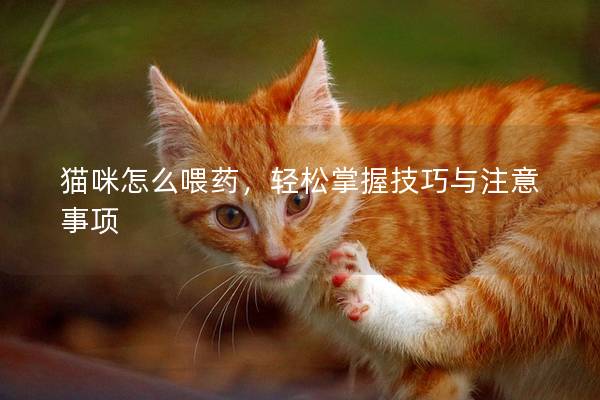 猫咪怎么喂药，轻松掌握技巧与注意事项