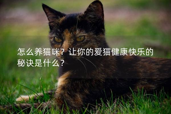 怎么养猫咪?让你的爱猫健康快乐的秘诀是什么?