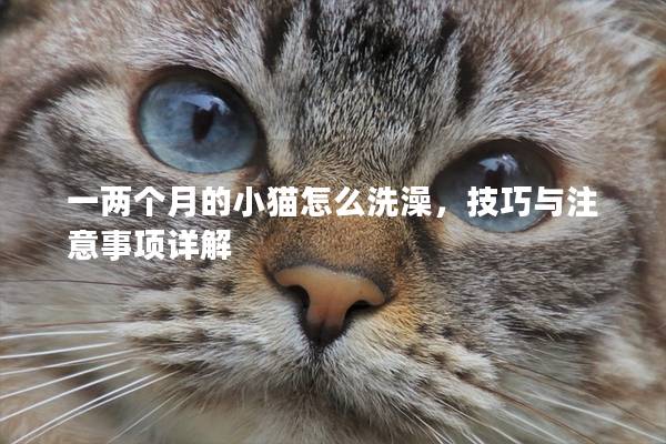 一两个月的小猫怎么洗澡，技巧与注意事项详解