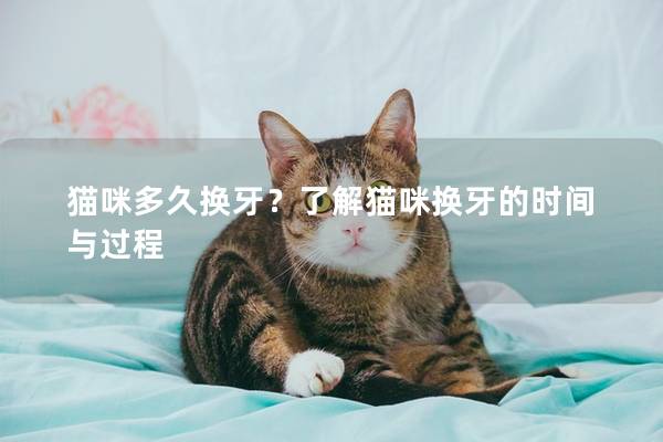 猫咪多久换牙？了解猫咪换牙的时间与过程