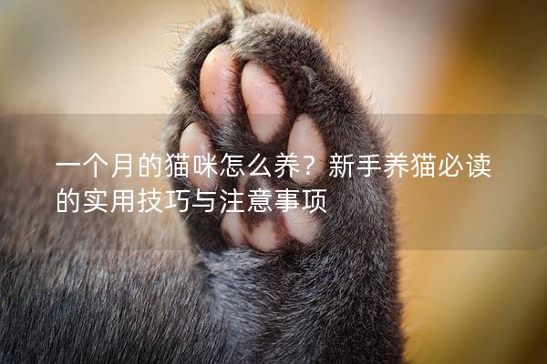 一个月的猫咪怎么养？新手养猫必读的实用技巧与注意事项