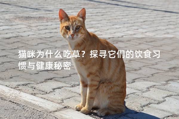 猫咪为什么吃草？探寻它们的饮食习惯与健康秘密