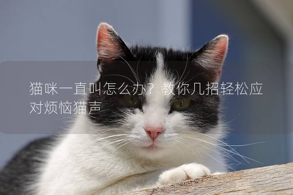 猫咪一直叫怎么办？教你几招轻松应对烦恼猫声