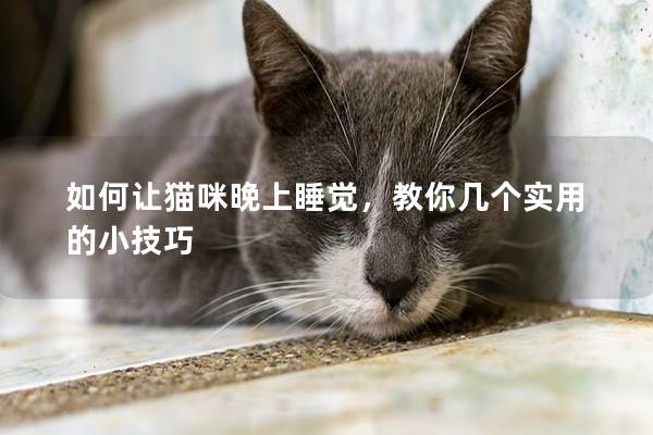 如何让猫咪晚上睡觉，教你几个实用的小技巧