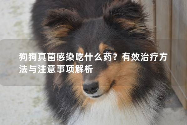 狗狗真菌感染吃什么药？有效治疗方法与注意事项解析