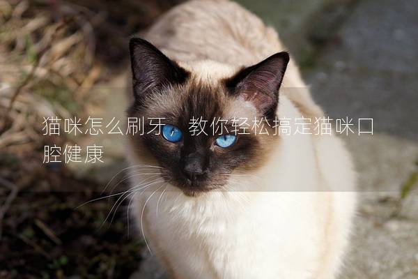 猫咪怎么刷牙，教你轻松搞定猫咪口腔健康