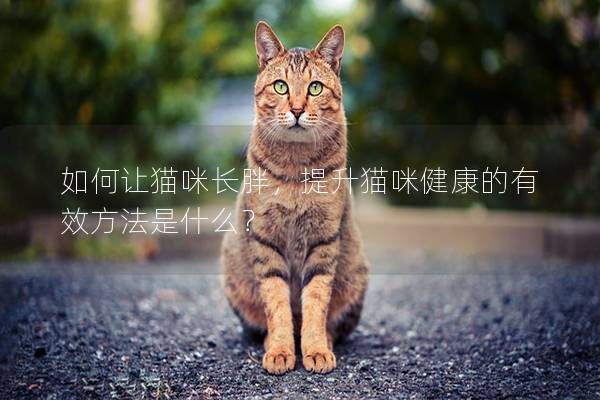 如何让猫咪长胖，提升猫咪健康的有效方法是什么？