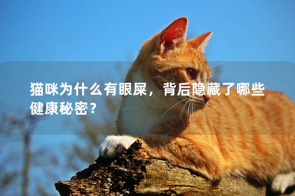 猫咪为什么有眼屎，背后隐藏了哪些健康秘密？