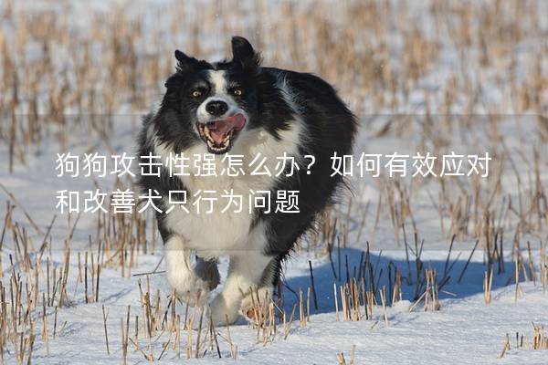 狗狗攻击性强怎么办？如何有效应对和改善犬只行为问题