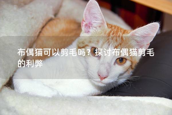 布偶猫可以剪毛吗？探讨布偶猫剪毛的利弊