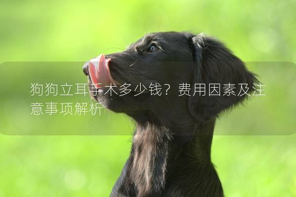 狗狗立耳手术多少钱？费用因素及注意事项解析