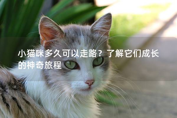 小猫咪多久可以走路？了解它们成长的神奇旅程