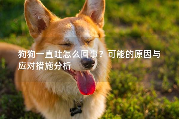 狗狗一直吐怎么回事？可能的原因与应对措施分析