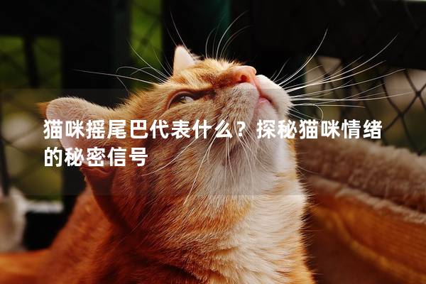 猫咪摇尾巴代表什么？探秘猫咪情绪的秘密信号