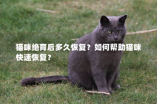 猫咪绝育后多久恢复？如何帮助猫咪快速恢复？