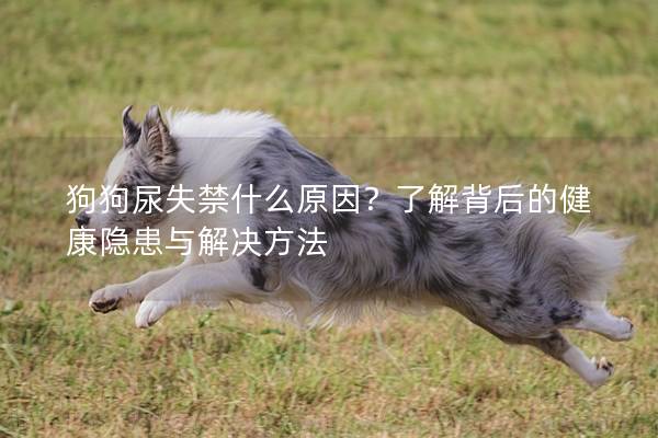 狗狗尿失禁什么原因？了解背后的健康隐患与解决方法