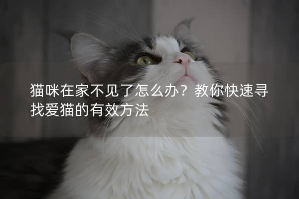 猫咪在家不见了怎么办？教你快速寻找爱猫的有效方法