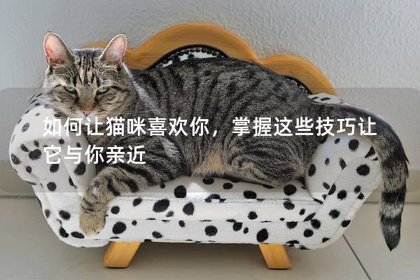 如何让猫咪喜欢你，掌握这些技巧让它与你亲近